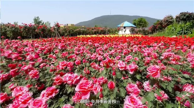河南南陽(yáng)：月季之鄉新發(fā)展 月季花開(kāi)產(chǎn)業(yè)紅(圖1)