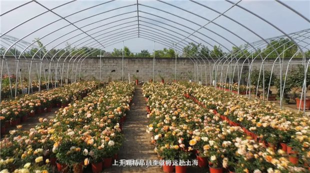河南南陽(yáng)：月季之鄉新發(fā)展 月季花開(kāi)產(chǎn)業(yè)紅(圖2)
