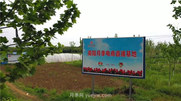 河南南陽(yáng)：月季之鄉新發(fā)展 月季花開(kāi)產(chǎn)業(yè)紅(圖3)