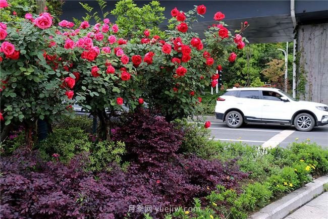 湖北十堰：樹(shù)狀月季盛開(kāi) 扮靚城市街頭(圖4)