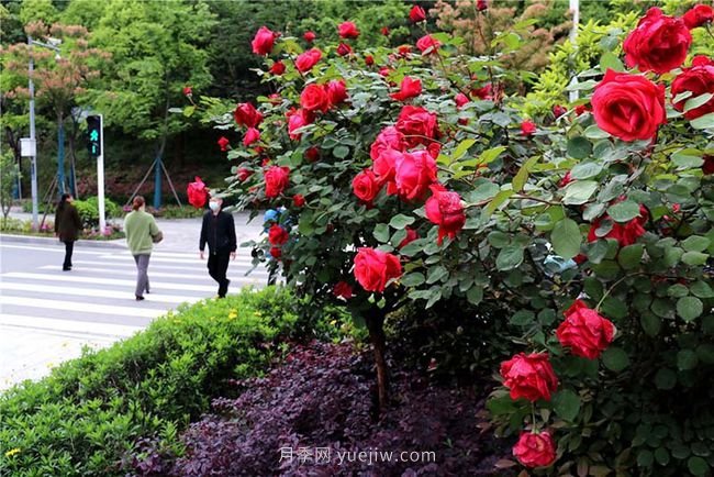 湖北十堰：樹(shù)狀月季盛開(kāi) 扮靚城市街頭(圖1)