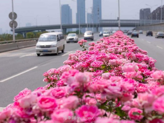 南陽(yáng)月季美化武漢花城，百條道路月季開(kāi)到爆街(圖1)