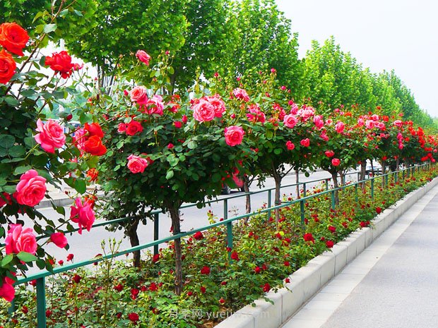 樹(shù)狀月季花在成長(cháng)過(guò)程中應該如何修剪？(圖1)