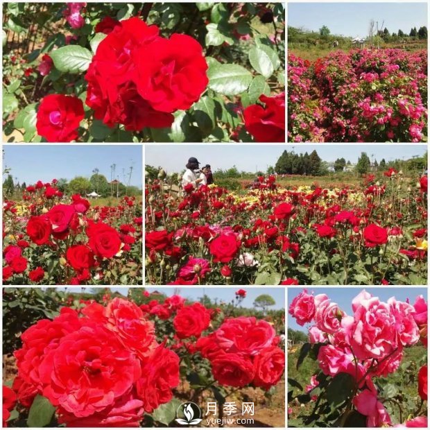 2021四川綿陽(yáng)百萬(wàn)醉美月季花海藝術(shù)節，4月15日盛大開(kāi)幕有福利(圖4)