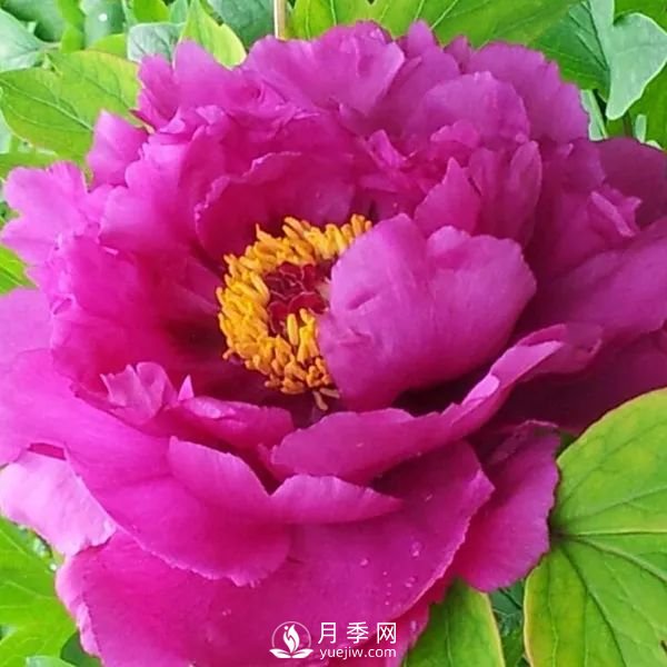 牡丹花中之王，推薦8個(gè)品種**驚艷到你(圖1)