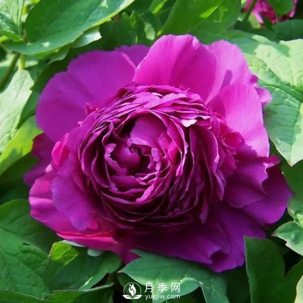 牡丹花中之王，推薦8個(gè)品種**驚艷到你(圖3)