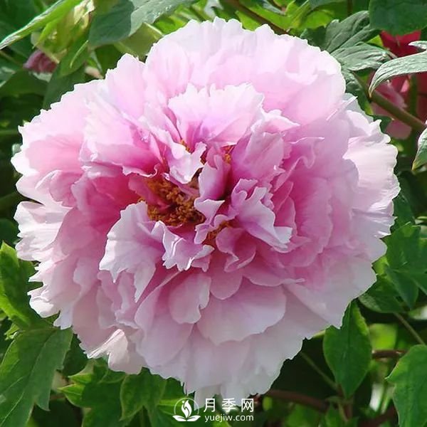牡丹花中之王，推薦8個(gè)品種**驚艷到你(圖5)