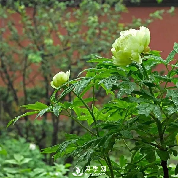 牡丹花中之王，推薦8個(gè)品種**驚艷到你(圖4)