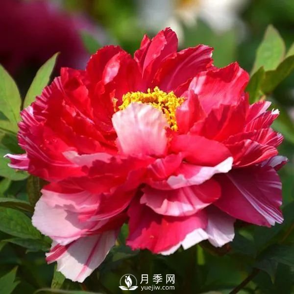 牡丹花中之王，推薦8個(gè)品種**驚艷到你(圖6)