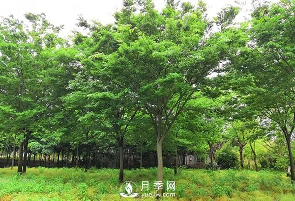 櫸樹(shù)早園林中日漸火爆，有鄉土樹(shù)種的5重優(yōu)勢(圖2)