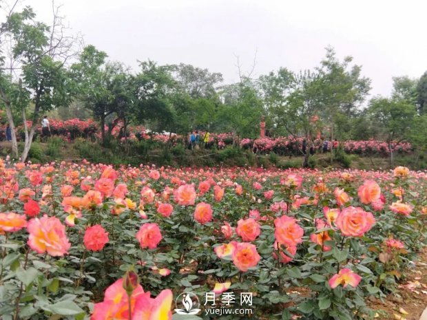 2021四川綿陽(yáng)百萬(wàn)醉美月季花海藝術(shù)節，4月15日盛大開(kāi)幕有福利(圖1)