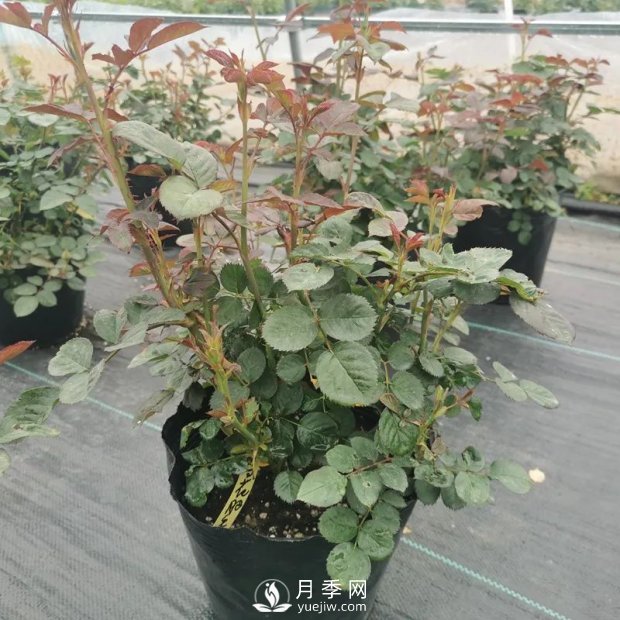 地栽月季幾月份移栽好？(圖1)