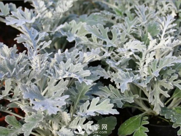 5種綠化帶常見(jiàn)的植物，盆栽觀(guān)賞好養(圖5)