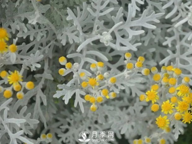 5種綠化帶常見(jiàn)的植物，盆栽觀(guān)賞好養(圖4)