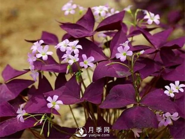 5種綠化帶常見(jiàn)的植物，盆栽觀(guān)賞好養(圖2)