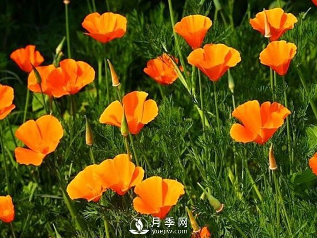 5種綠化帶常見(jiàn)的植物，盆栽觀(guān)賞好養(圖3)