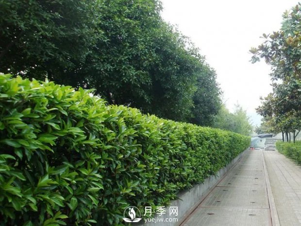 冬青與黃楊區別，冬青與黃楊有什么不同(圖1)