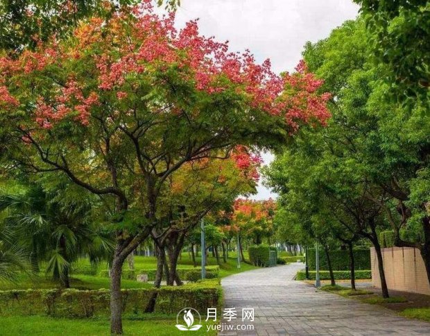 欒樹(shù)苗木(圖1)