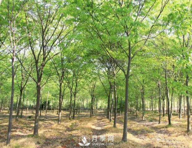 櫸樹(shù)苗木(圖1)