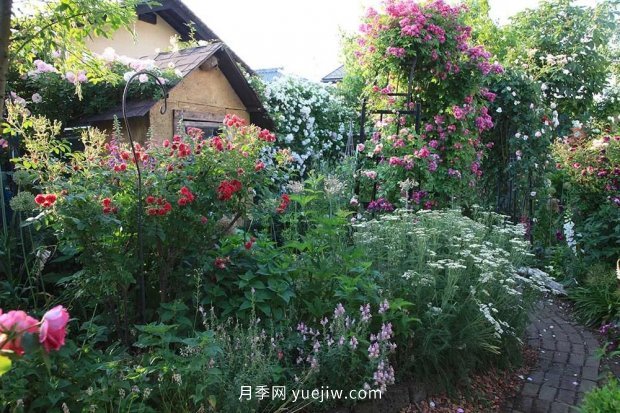 藤本月季憑一己之力撐起了整個(gè)花園的顏值，簡(jiǎn)直太美了(圖6)