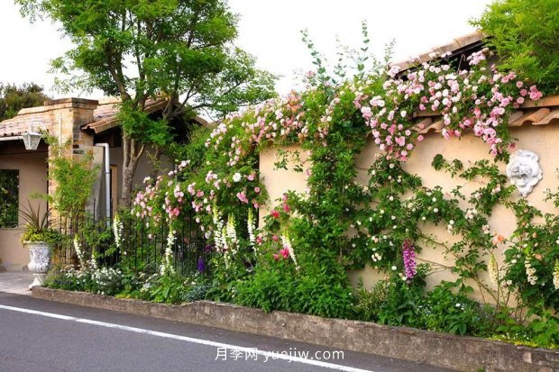 藤本月季憑一己之力撐起了整個(gè)花園的顏值，簡(jiǎn)直太美了(圖1)