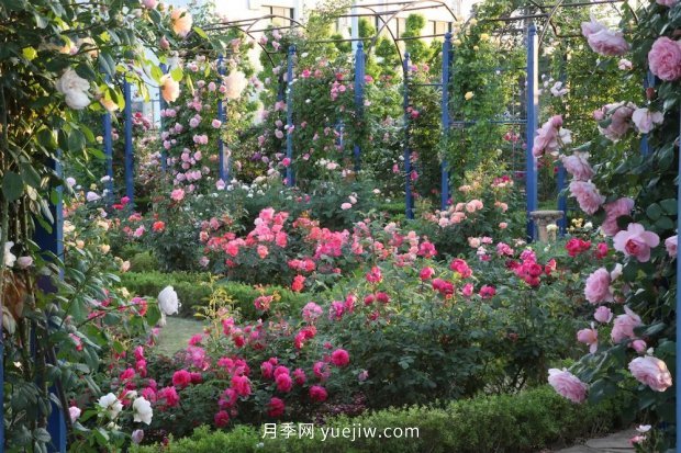 藤本月季憑一己之力撐起了整個(gè)花園的顏值，簡(jiǎn)直太美了(圖9)