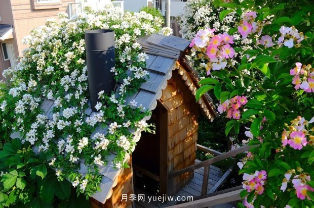 藤本月季憑一己之力撐起了整個(gè)花園的顏值，簡(jiǎn)直太美了(圖8)