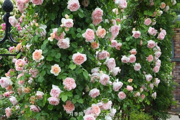 藤本月季憑一己之力撐起了整個(gè)花園的顏值，簡(jiǎn)直太美了(圖2)