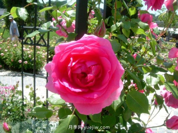 推薦種過(guò)的6個(gè)藤本月季，各有優(yōu)缺點(diǎn)(圖3)