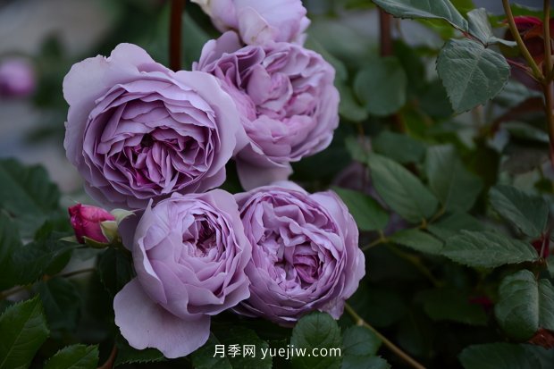 推薦種過(guò)的6個(gè)藤本月季，各有優(yōu)缺點(diǎn)(圖5)