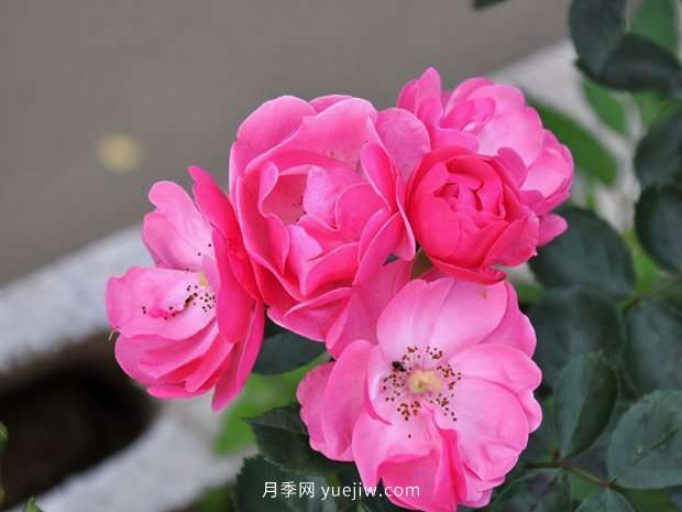 推薦種過(guò)的6個(gè)藤本月季，各有優(yōu)缺點(diǎn)(圖1)