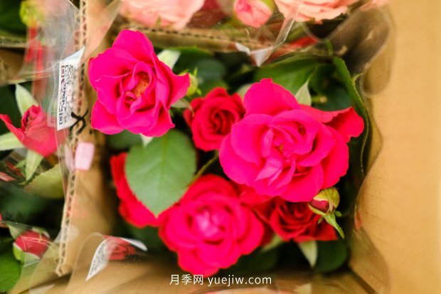 14個(gè)月季品種推薦，看一眼就中毒(圖5)