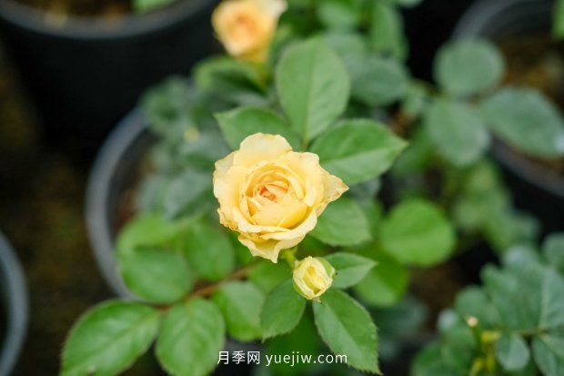 14個(gè)月季品種推薦，看一眼就中毒(圖3)