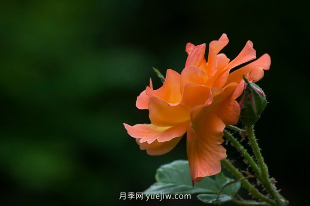 14個(gè)月季品種推薦，看一眼就中毒(圖12)