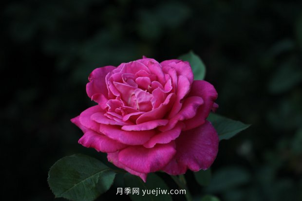 14個(gè)月季品種推薦，看一眼就中毒(圖10)