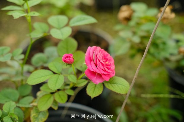 14個(gè)月季品種推薦，看一眼就中毒(圖7)