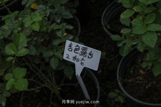 14個(gè)月季品種推薦，看一眼就中毒(圖11)