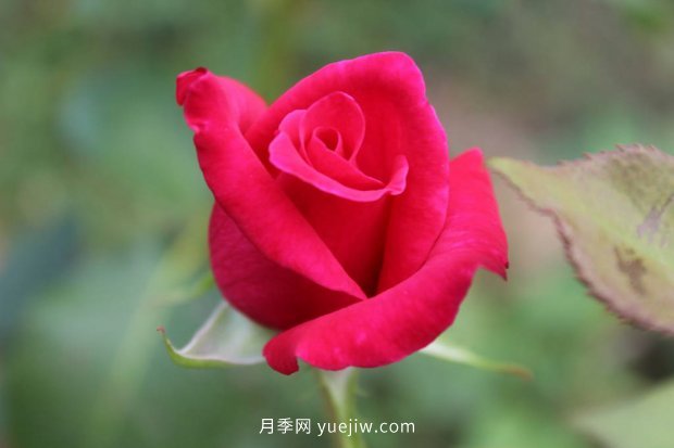 推薦17個(gè)中國古老月季品種，比肩歐月好看的國月(圖13)