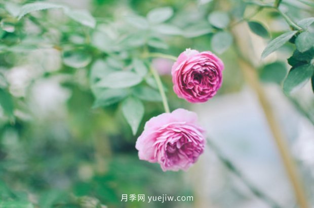 推薦17個(gè)中國古老月季品種，比肩歐月好看的國月(圖8)