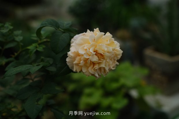 推薦17個(gè)中國古老月季品種，比肩歐月好看的國月(圖9)