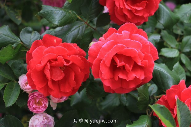 推薦17個(gè)中國古老月季品種，比肩歐月好看的國月(圖12)