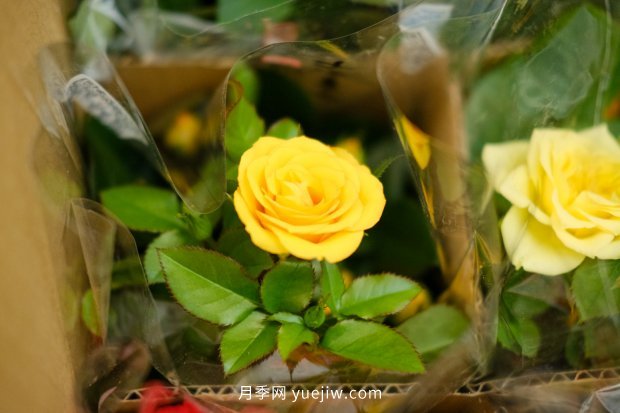 推薦10個(gè)花期***長(cháng)的月季品種，留住月季的時(shí)間(圖9)