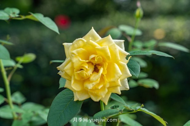 推薦10個(gè)花期***長(cháng)的月季品種，留住月季的時(shí)間(圖8)