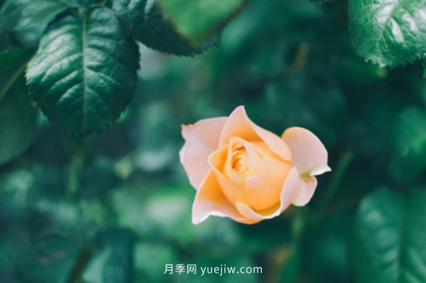 推薦10個(gè)花期***長(cháng)的月季品種，留住月季的時(shí)間(圖2)