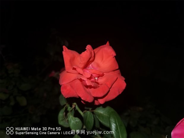 推薦10個(gè)花期***長(cháng)的月季品種，留住月季的時(shí)間(圖4)