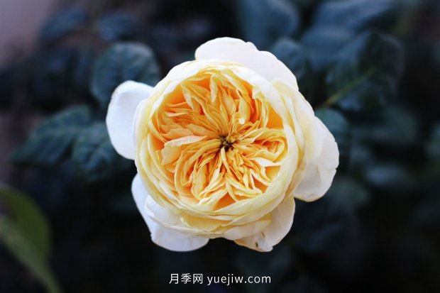 推薦10個(gè)花期***長(cháng)的月季品種，留住月季的時(shí)間(圖3)