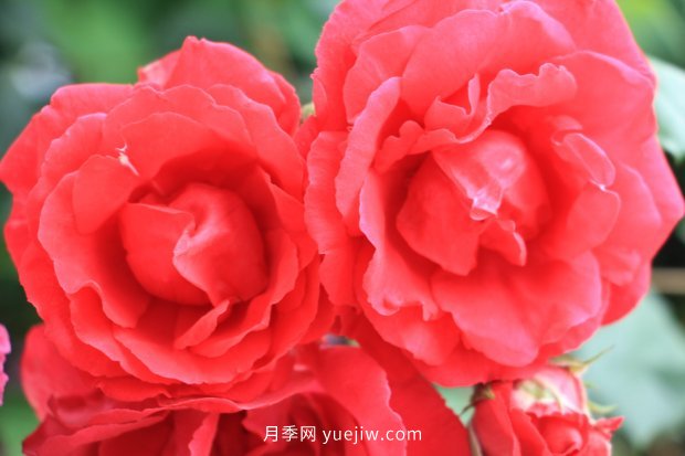 推薦10個(gè)花期***長(cháng)的月季品種，留住月季的時(shí)間(圖5)