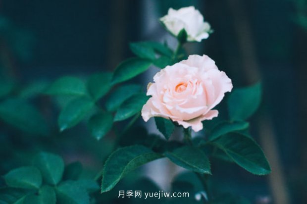 推薦10個(gè)花期***長(cháng)的月季品種，留住月季的時(shí)間(圖7)
