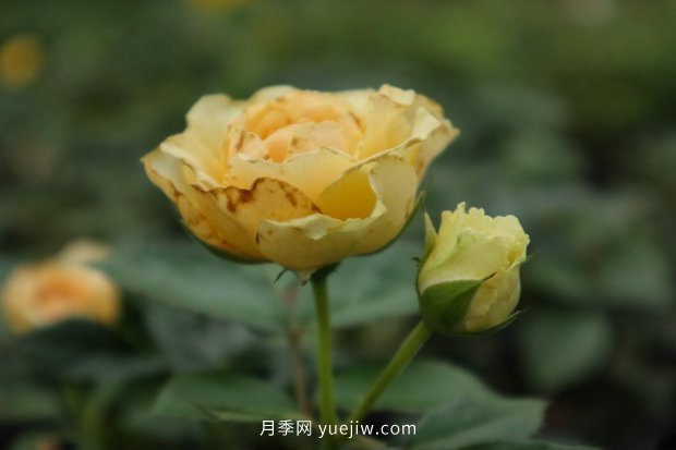 推薦10個(gè)花期***長(cháng)的月季品種，留住月季的時(shí)間(圖1)
