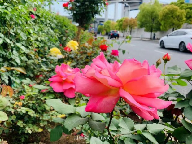 上海打造百條花道，屬于月季的***美賞花季來(lái)了(圖1)